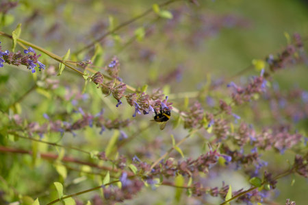 Bumblebee on a purple wildflower in nature, feeding, pollinating a purple flower, bee eating