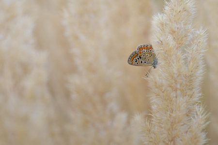 Pastel butterfly. Polyommatus icarus, common blue butterfly, small butterfly blue and gray, with...
