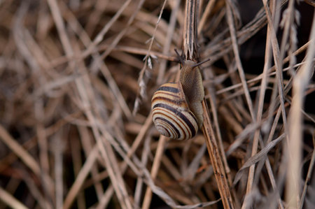 Snail in the straw, natural environment, brown and white snailの写真素材