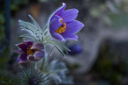 Pasque flower in the wild, hairy purple wildflower in nature, spring wildflower close up, three...