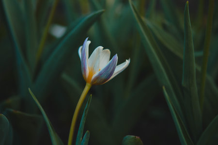 Tulips in the garden, tulip flower head, green leaves backgroundの写真素材