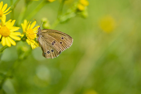 Ringlet butterfly on a yellow wildflower in nature close up, brown butterfly with black spots in the wild.の写真素材