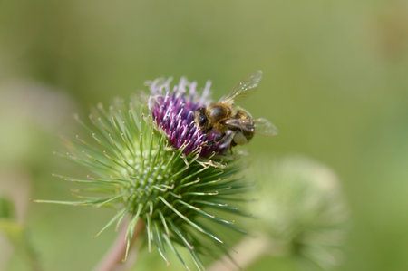 Thistle flower with a bee, spiky purple wildflower, bee gathering nectar, pollinating.