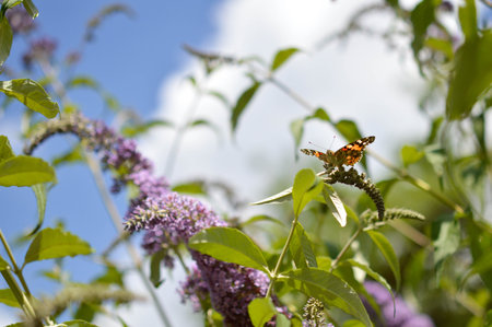 Red admiral butterfly in nature on a flower, natural background, bright nature photo