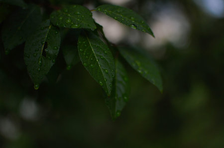 Beautiful green leaf texture with drops of water, close up. Selective focus. Dark leaves after rain,...