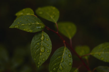 Beautiful green leaf texture with drops of water, close up. Selective focus. Dark leaves after rain, rainy weather.の写真素材