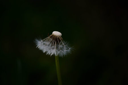 Dandelion seed head in nature, dark background, macro, common wildflower close up.