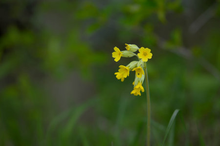 Cowslip, early spring yellow wildflower in nature, close up on a field. Flower heads macro.の写真素材