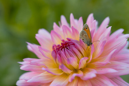Small heath on a pink and yellow dahlia flower, macro, butterfly inside the petals of a big garden pastel flower. Orange and gray tiny butterfly.の写真素材