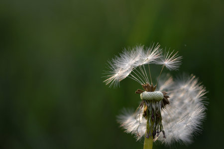 Fluffy dandelion seed head close up, seeds macro, wildflower in nature, green background.