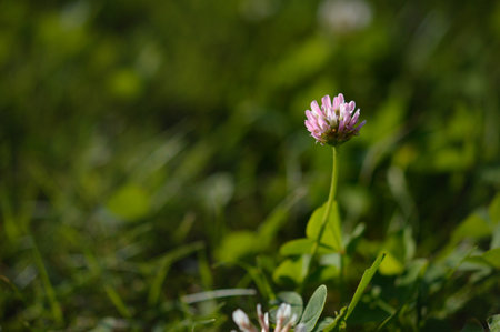 Red clover small purple wildflower in nature green backgroundの写真素材