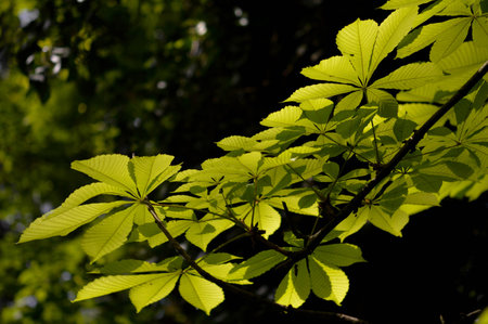 Chestnut leaves, chestnut trees, big green leaves.
