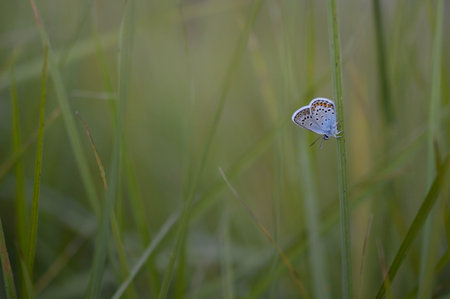 Polyommatus icarus, common blue butterfly, small butterfly blue and gray, with orange and black...