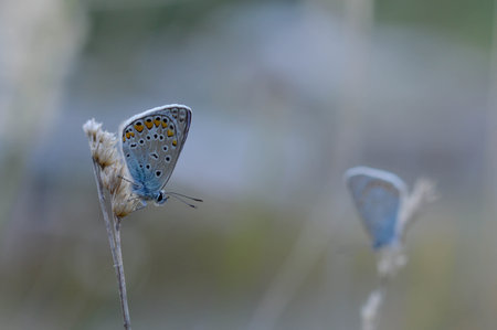 Common blue butterfly on a dry plant, small gray and blue butterfly in nature, two butterfly one is blurry in the background on is in focus.の写真素材