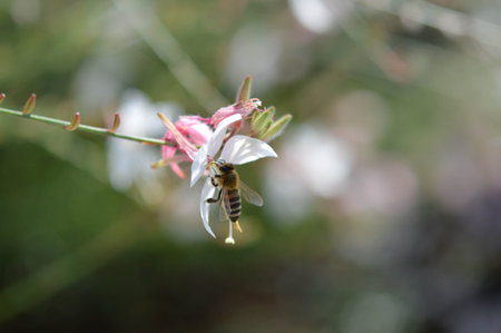 Bee on a white flower in nature pastel macro photo. Working bee.の写真素材