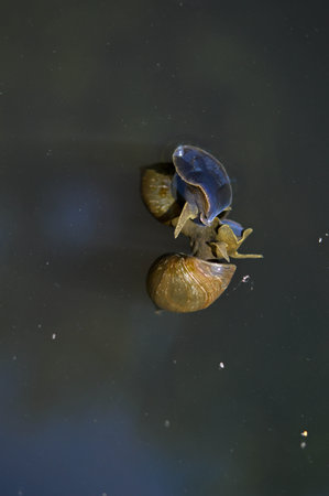 Water snails in the lake, in water two water snails. Water snail underwater.の写真素材