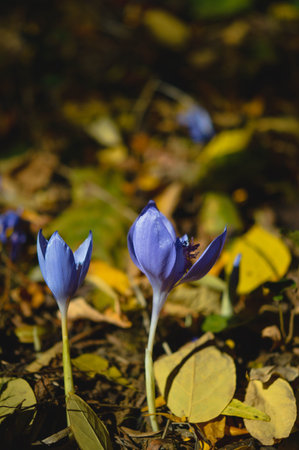 Crocus banaticus, purple wildflower early Autumn, purple flower outdoor in the wild.の写真素材