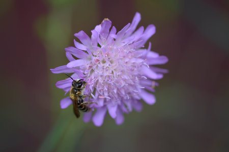 Purple pincushion flower and the bee, bee on a purple wildflower in nature macro close up, working bee.の写真素材