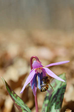 Small bee on a Erythronium dens-canis, Dog's tooth violet, fawn lily, macro close up of a bee in an early spring flower, pink petals, wildflower.の写真素材