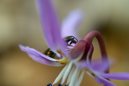 Small bee on a Erythronium dens-canis, Dog's tooth violet, fawn lily, macro close up of a bee in an...