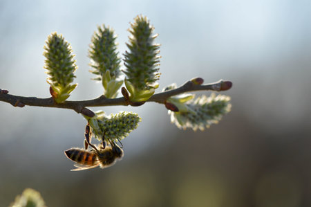Bee on a flowering catkin on a willow, gathering nectar, pollinating, close up.