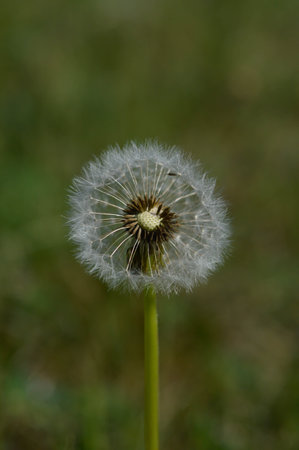 Common dandelion seed head in nature close up