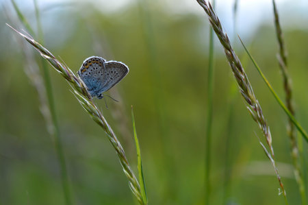 Common Blue small butterfly close up in nature, on a plant closed wings macro nature.
