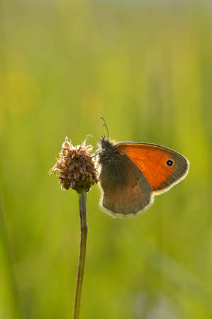 Small heath (Coenonympha pamphilus) butterfly on a plant, green meadow background, orange and gray butterfly, natural background, in nature.の写真素材