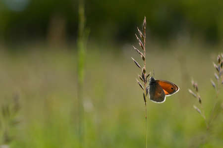 Small heath (Coenonympha pamphilus) butterfly on a plant, green meadow background, orange and gray butterfly, natural background, in nature.の写真素材