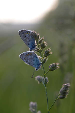 Two common blue butterflies on a plant in nature close up, macro, resting, underside shown, small blue and gray butterfly.の写真素材
