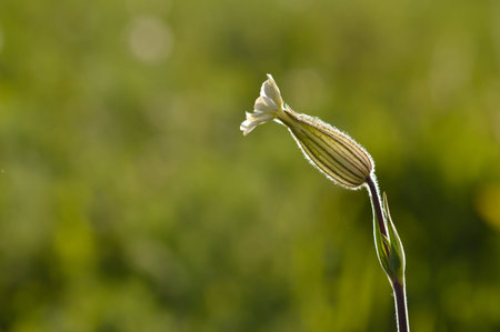White campion flower in nature close up, white wildflower bloom,の写真素材