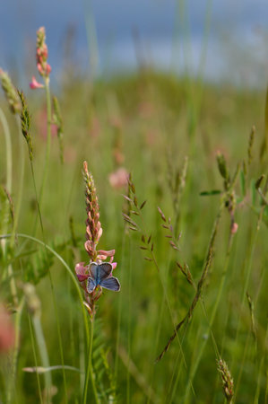 Common blue butterfly in the wild on a pink flower pollinating, gathering nectar, close up macro,...