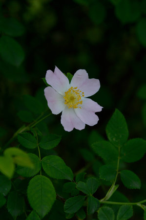Flowers of dog rose rosehip growing in nature, wild rose in n ature close up, pastel petalsの写真素材