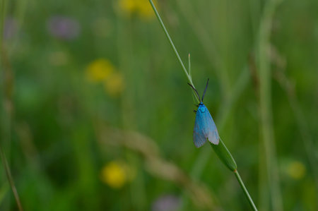 Small blue moth in nature on a plant close up, blue insect with blue wings and big antennasの写真素材