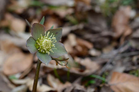 Early spring forest blooms hellebores, Helleborus purpurascens. Purple wildflower in nature. Hellebore macro details.の写真素材