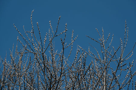 Blooming willow tree in nature, catkin or pussy willow. Spring bloom in nature, first sign of...