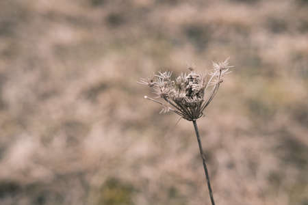 Dry wild carrot in nature, dry plant close up, all brown.の写真素材