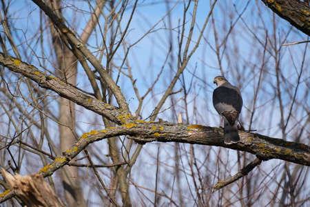 Sparrowhawk on a branch, close up hawk in nature, bird of pray resting on a tree. Raptor bird in natural environment.の写真素材