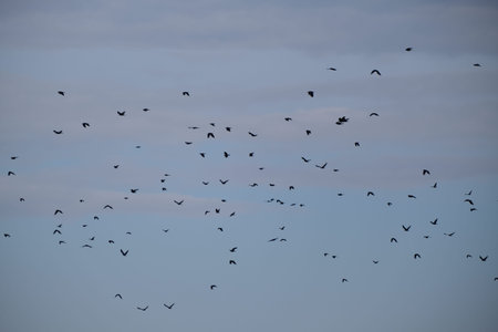 Black birds flying, blue sky. Birds in the sunset. Birds in movement.
