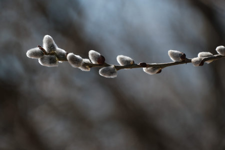Catkin close up, pussy willow in nature, willow bloom. First signs of spring. Macro close up.