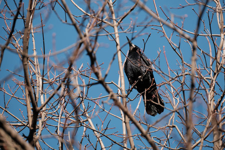 Rook bird on the tree in nature. Black bird resting on a branch, blue sky background.