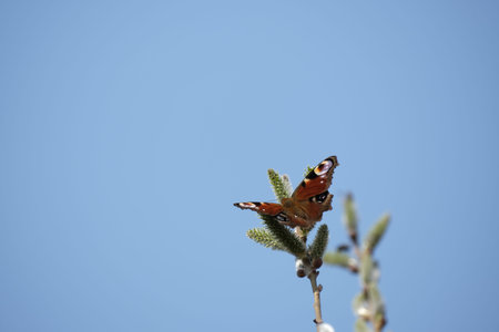 Peacock butterfly on a catkin, colorful butterfly on a blooming willow tree, macro close up....