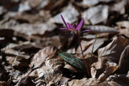 Dog's tooth violet, early spring pink wildflower in the woods close up, macro detailsの写真素材