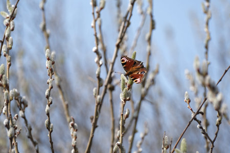 Peacock butterfly on a catkin, colorful butterfly on a blooming willow tree, macro close up....