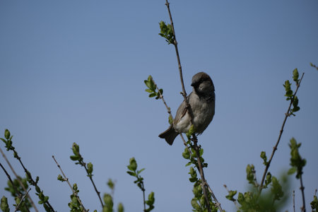Close up of a male house sparrow resting on a branch in natureの写真素材