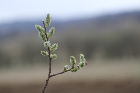 Close up of a blooming willow branch in natureの写真素材