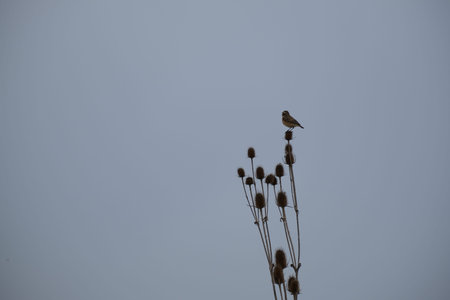 Tiny bird singing on a dry wild teasel plant, gray background in nature