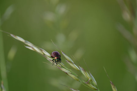 Small brown beetle with metallic head resting on a plant in nature