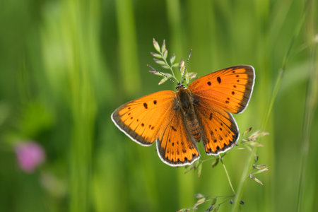 Large copper butterfly in nature with open wings resting on a plantの写真素材