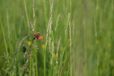 Small copper butterfly in nature on a file, resting on a plantの写真素材
